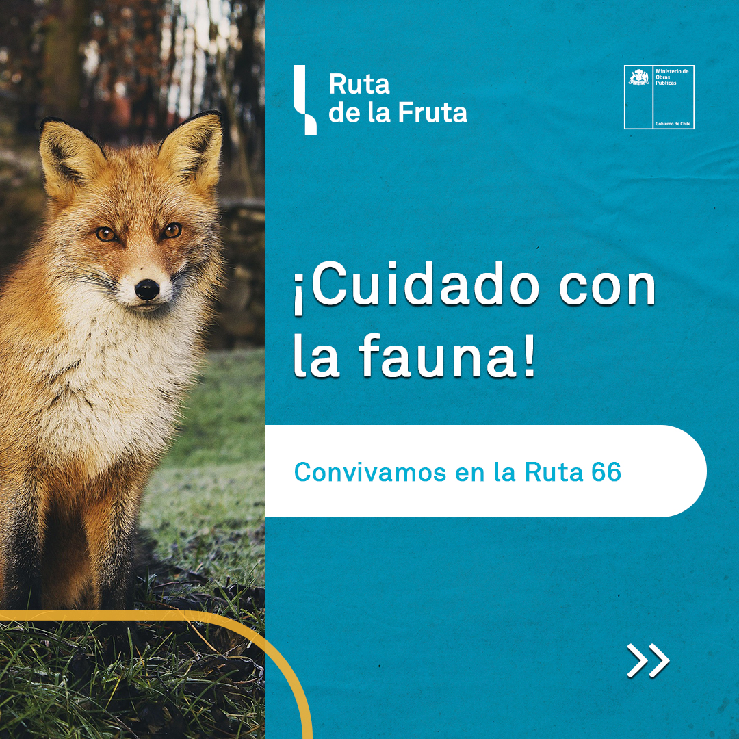 Protejamos nuestra fauna y cuidemos nuestras vidas